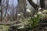 Śnieżyca wiosenna, Leucoium vernum, zwana także gładyszkiem