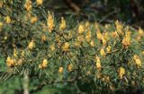 Sosna zwyczajna, Pinus sylvestris kwiatostany męskie