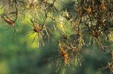 Sosna zwyczajna, Pinus sylvestris kwiatostany męskie