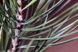 Pinus sylvestris, sosna zwyczajna, sosna pospolita, igły