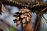 Pinus sylvestris sosna zwyczajna) , sosna pospolita, gałązka z szyszkami