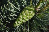 Pinus sylvestris sosna zwyczajna) , sosna pospolita, gałązka z szyszkami