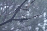 Sóweczka zwyczajna, sóweczka, Glaucidium passerinum