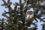 Sóweczka zwyczajna, sóweczka, Glaucidium passerinum