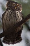 Sóweczka zwyczajna, sóweczka, Glaucidium passerinum