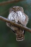 Sóweczka zwyczajna, sóweczka, Glaucidium passerinum