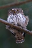 Sóweczka zwyczajna, sóweczka, Glaucidium passerinum