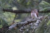 Sóweczka zwyczajna, sóweczka, Glaucidium passerinum