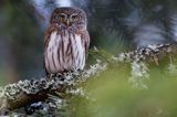 Sóweczka zwyczajna, sóweczka, Glaucidium passerinum