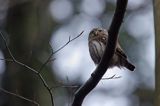 Sóweczka zwyczajna, sóweczka, Glaucidium passerinum