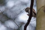 Sóweczka zwyczajna, sóweczka, Glaucidium passerinum