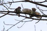 Sóweczka zwyczajna, sóweczka, Glaucidium passerinum