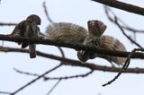 Sóweczka zwyczajna, sóweczka, Glaucidium passerinum