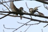 Sóweczka zwyczajna, sóweczka, Glaucidium passerinum