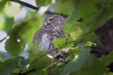 Sóweczka zwyczajna, sóweczka, Glaucidium passerinum