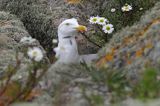 Mewa srebrzysta, Larus argentatus