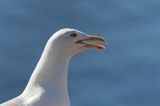 Mewa srebrzysta, Larus argentatus