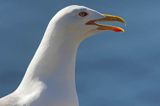 Mewa srebrzysta, Larus argentatus