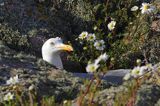 Mewa srebrzysta, Larus argentatus