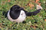 sroka, Pica pica, European Magpie, Common Magpie