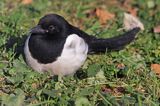 sroka, Pica pica, European Magpie, Common Magpie