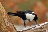 sroka, Pica pica, European Magpie, Common Magpie