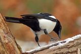 sroka, Pica pica, European Magpie, Common Magpie