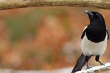 sroka, Pica pica, European Magpie, Common Magpie