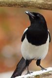 sroka, Pica pica, European Magpie, Common Magpie