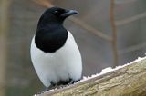 sroka, Pica pica, European Magpie, Common Magpie