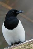 sroka, Pica pica, European Magpie, Common Magpie