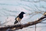 sroka, Pica pica, European Magpie, Common Magpie