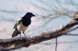 sroka, Pica pica, European Magpie, Common Magpie