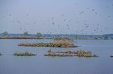 stawy milickie, kolonia mew śmieszek, Larus ridibundus, Staw Rybny, Kotlina Milicka