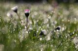 stokrotka pospolita, Bellis perennis