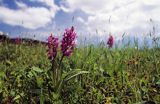 storczyk plamisty, Dactylorhiza maculata syn. Orchis maculata