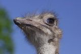 Struś afrykański Struthio camelus) ,
