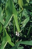 strzałka wodna Sagittaria sagittifolia)