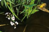 strzałka wodna Sagittaria sagittifolia)