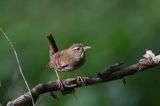 Strzyżyk Troglodytes troglodytes) samiec śpiewający