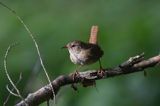 Strzyżyk Troglodytes troglodytes) samiec śpiewający