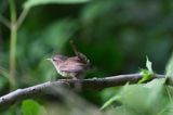 Strzyżyk Troglodytes troglodytes) samiec śpiewający