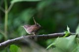 Strzyżyk Troglodytes troglodytes) samiec śpiewający