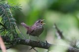 Strzyżyk Troglodytes troglodytes) samiec śpiewający