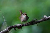 Strzyżyk Troglodytes troglodytes) samiec śpiewający