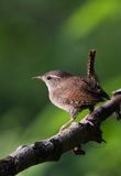 Strzyżyk Troglodytes troglodytes) samiec śpiewający