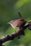 Strzyżyk Troglodytes troglodytes) samiec śpiewający