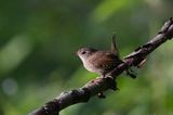 Strzyżyk Troglodytes troglodytes) samiec śpiewający