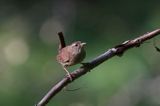 Strzyżyk Troglodytes troglodytes) samiec śpiewający