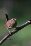 Strzyżyk Troglodytes troglodytes) samiec śpiewający